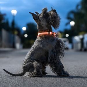 Svietiaci LED obojok pre psov